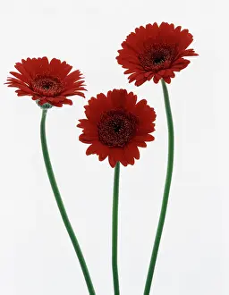 Gerbera: Gerbera