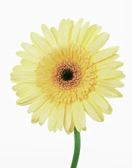 Gerbera: Gerbera