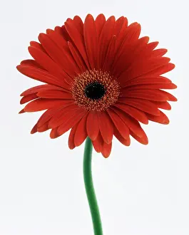 Gerbera: Gerbera