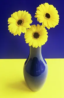 Cheery: Gerbera
