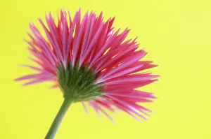 Aloof: Gerbera