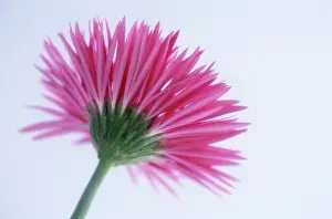Aloof: Gerbera