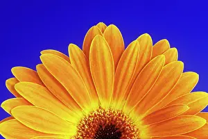 Cheery: Gerbera