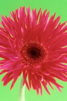 Optimism: Gerbera