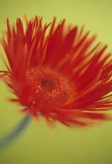 Gerbera: Gerbera