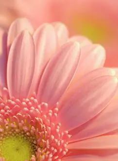 Gerbera: Gerbera