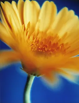 Gerbera: Gerbera