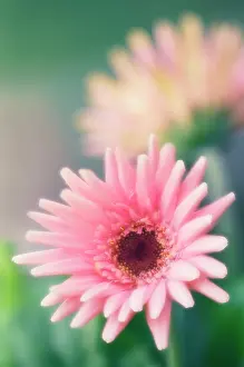 Gerbera: Gerbera