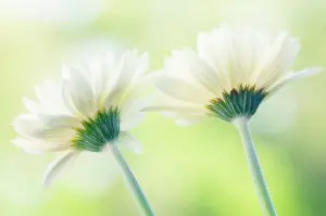 Aloof: Gerbera