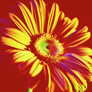 Gerbera: Gerbera