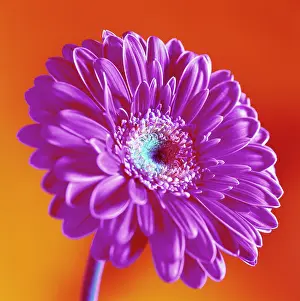 Gerbera: Gerbera