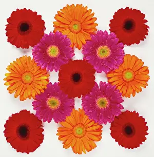 Gerbera: Gerbera