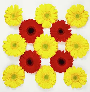 Combined: Gerbera