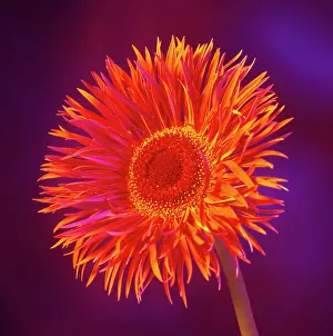 Gerbera: Gerbera