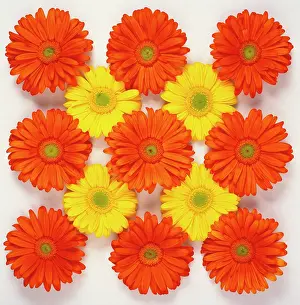Gerbera: Gerbera