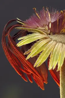 Final: Gerbera