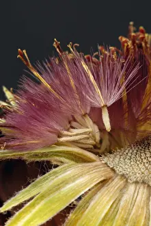 Final: Gerbera