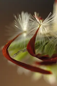 Final: Gerbera