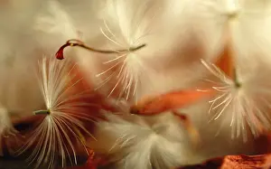 Minute: Gerbera