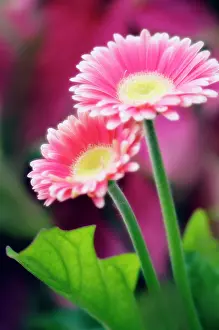 Optimism: Gerbera