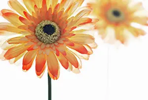 Gerbera: Gerbera