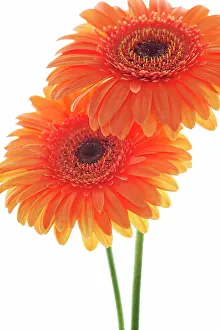 Gerbera: Gerbera