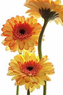 Gerbera: Gerbera