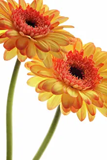 Gerbera: Gerbera