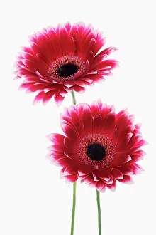 Gerbera: Gerbera