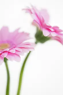 Gerbera: Gerbera