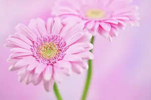 Gerbera: Gerbera