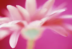 Gerbera: Gerbera