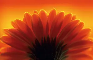 Turned: Gerbera