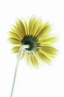 Turned: Gerbera