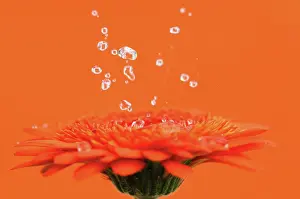 Gerbera: Gerbera