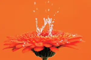 Gerbera: Gerbera