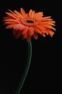 Gerbera: Gerbera