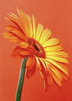 Gerbera: Gerbera