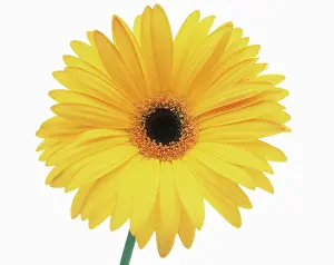 Joyful: Gerbera