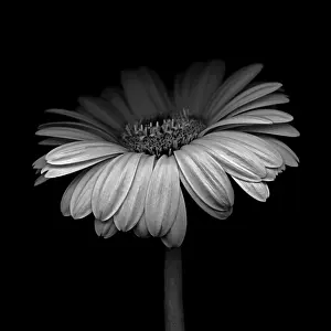 Sensational: Gerbera