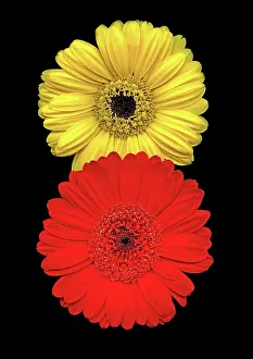 Enhanced: Gerbera