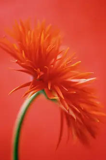 Sensational: Gerbera