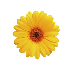 Uncluttered: Gerbera