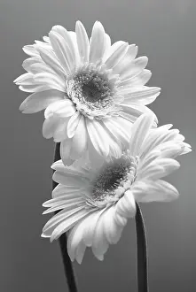 Combined: Gerbera