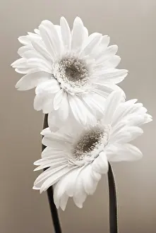 Combined: Gerbera