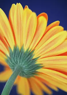 Away: Gerbera