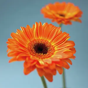 Bold: Gerbera