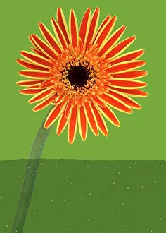 Bold: Gerbera