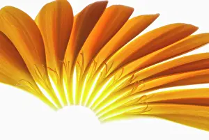 Jamesonii: Gerbera, Barberton daisy