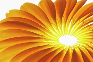Jamesonii: Gerbera, Barberton daisy